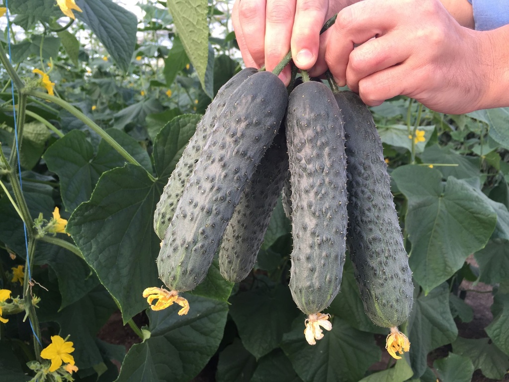 Капрікорн F1 500 шт (Yuksel Seeds)