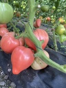 Розе Лав F1, рожевий, 100 шт (Yuksel Seeds)