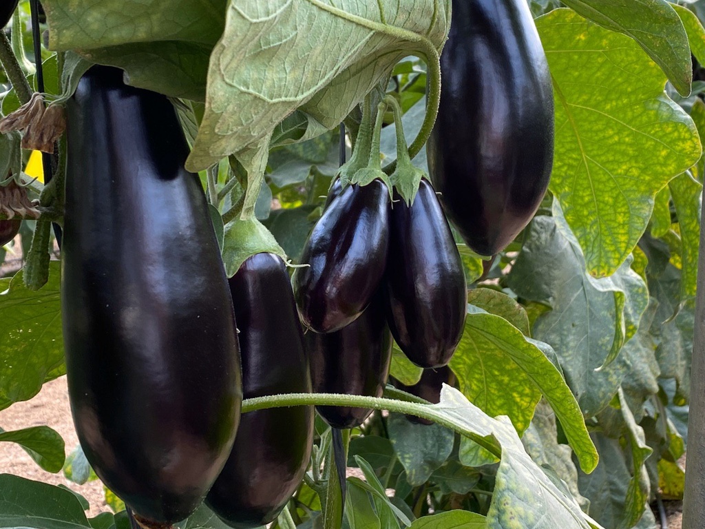 Візир F1 500 шт  (Yuksel Seeds)