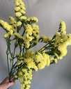 Кермек Кіс, жовтий 50 шт (ЛАН)