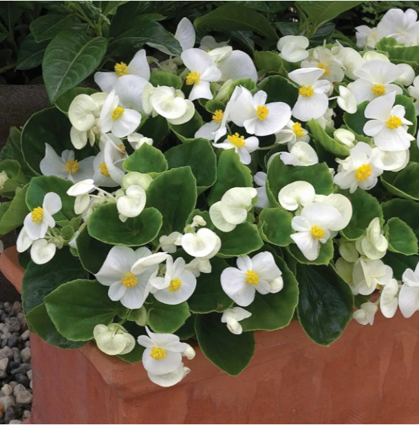 Оломоуц F1, біла 100 шт драже (ЛАН)