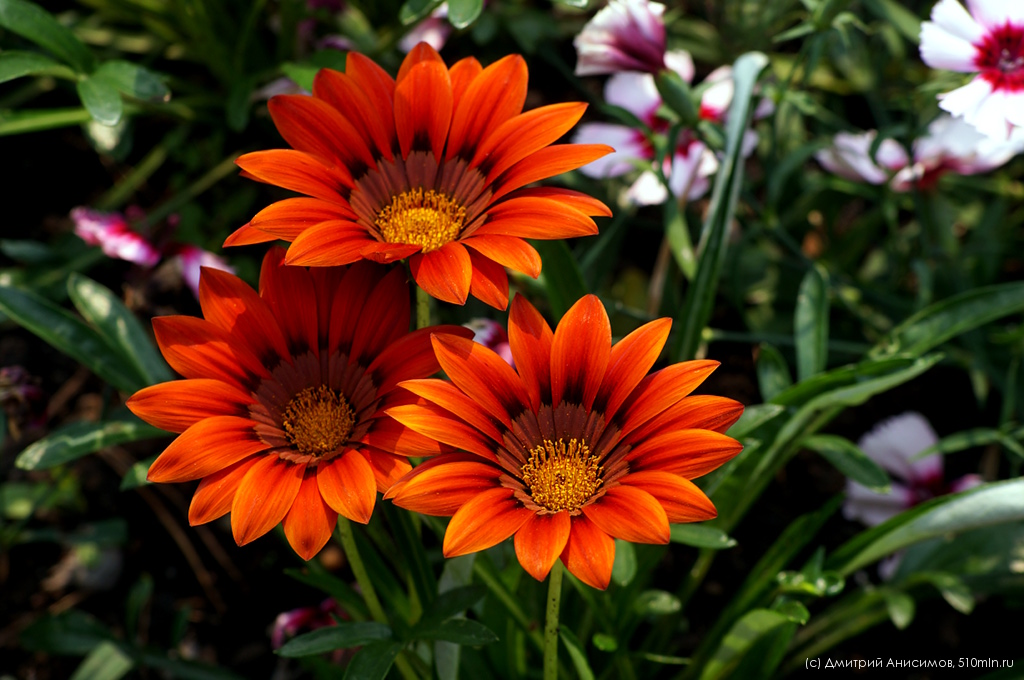 Енорма, помаранчева  20 шт (ЛАН)