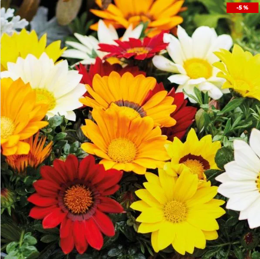 Енорма, суміш 20 шт (ЛАН)