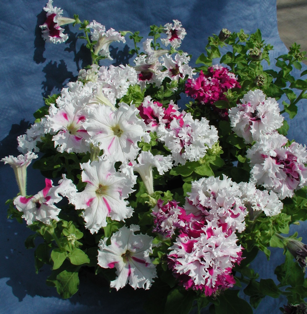 Поздрав із Яромнерже F1, біло-рожево-фіолет., 50 шт (ЛАН)