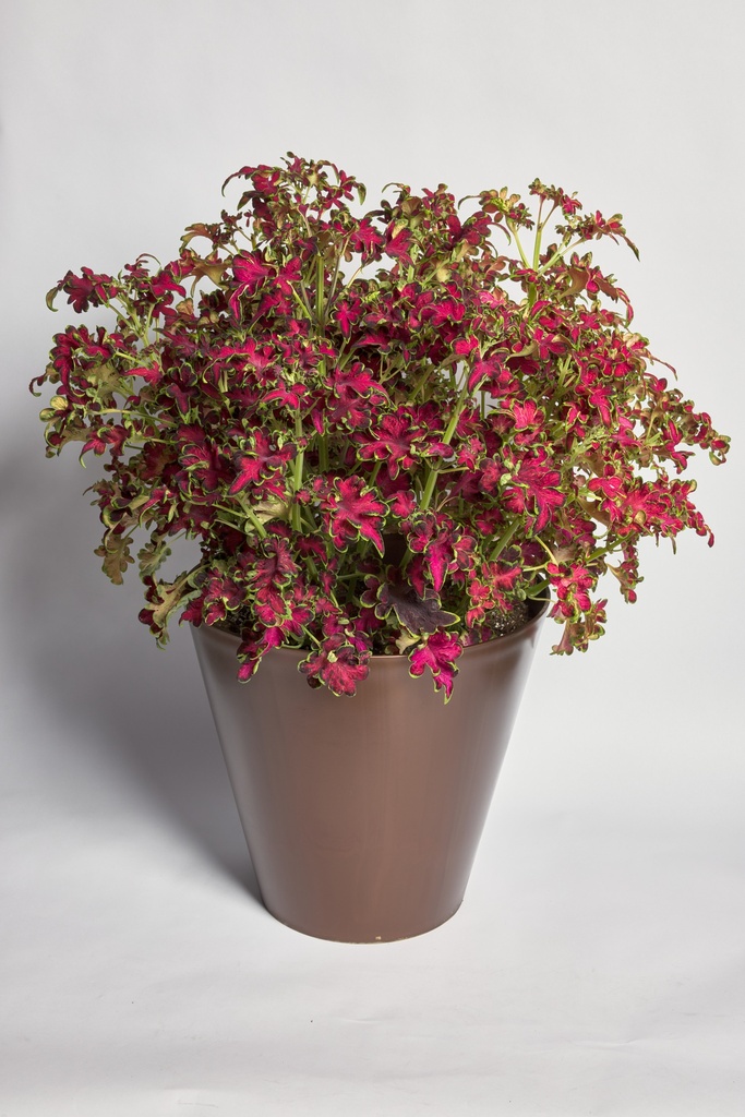 Колоча, Роуз 50 шт драже (ЛАН)