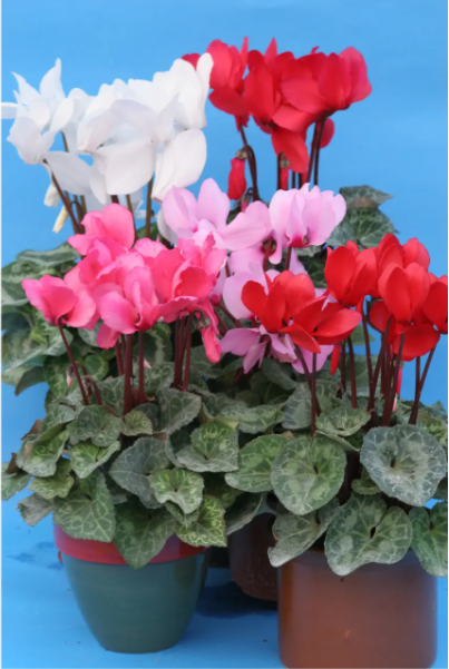 Цикламен перський, суміш 20 шт (ЛАН)