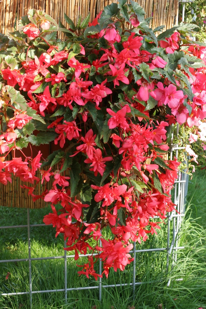 Шансон F1, Рожева  50 шт (ЛАН)