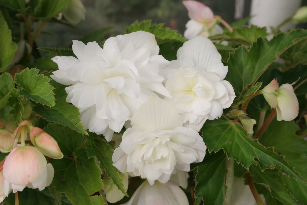 Шансон F1, Біла  50 шт (ЛАН)