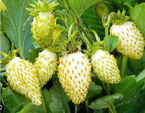 Вайт Соул, суниця ремонтантна, 1000 шт (ЛАН)