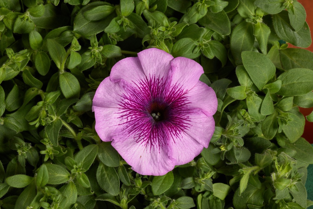 Гало Лайт Парпл F1, 50 шт (ЛАН)