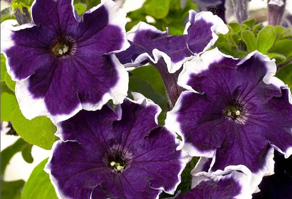 Містрал F1, пікоті синя, 50 шт (ЛАН)