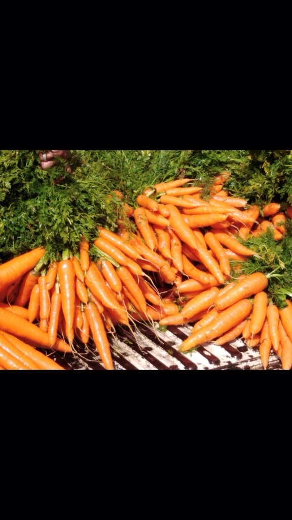 245-610 F1 1.8-2.0, тип нантський, 5 г (ЛАН)