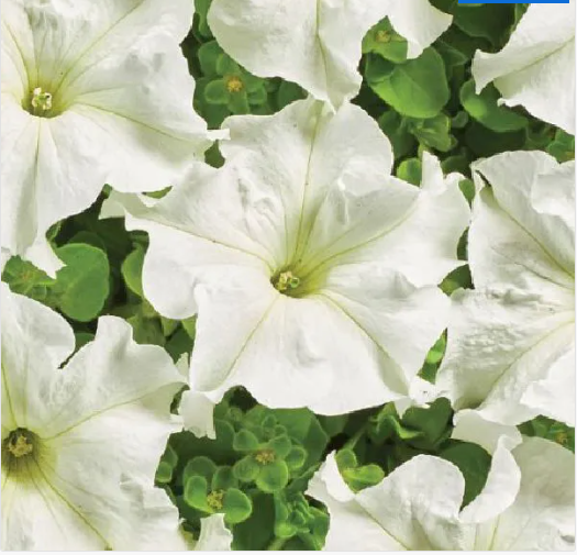 Містрал F1, біла, 50 шт (ЛАН)