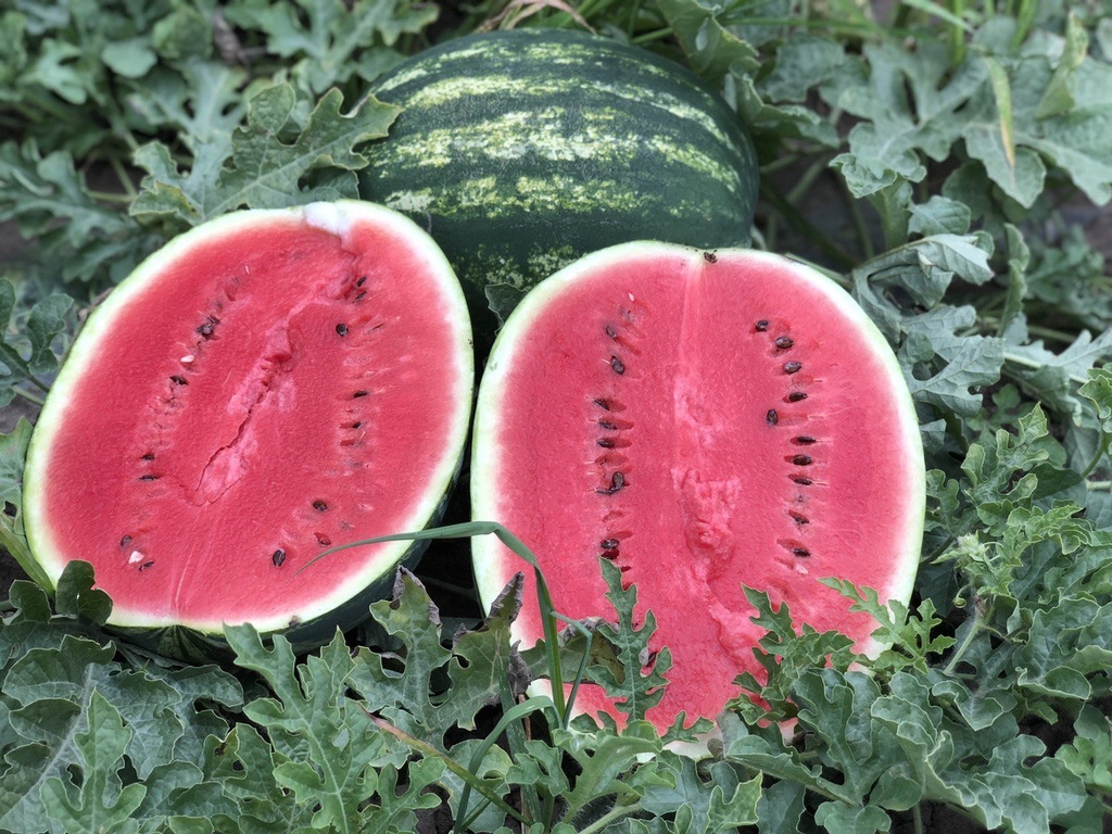 Хілон F1, круглий, 50 шт (ЛАН)