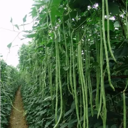 Матільда, cпаржева зелена в'юнка, 50 шт (ЛАН)