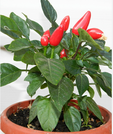 Сальса F1, гострий декоратиний, 20 шт (ЛАН)