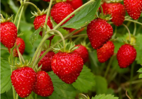 Регіна, суниця ремонтантна, 1000 шт (ЛАН)