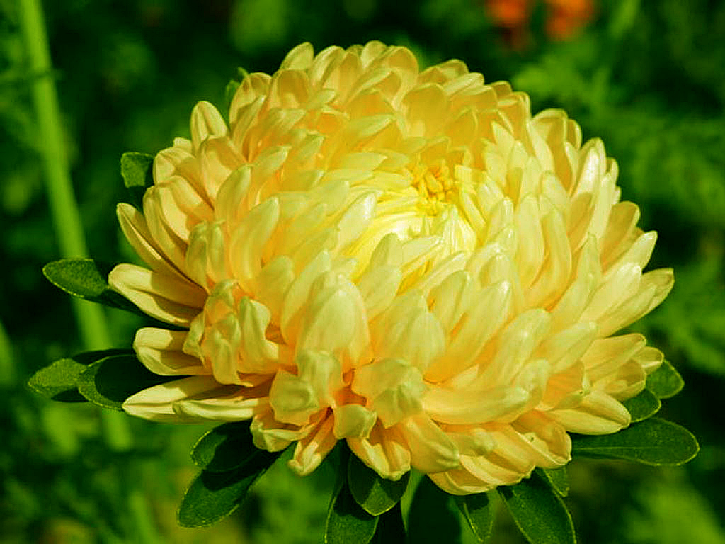 Дюшес,  жовта піоновидна 5 г (ЛАН)