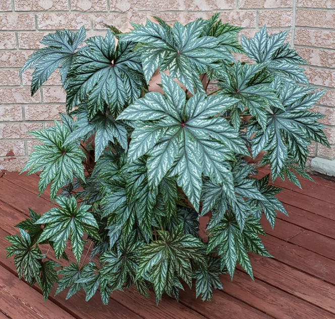 Бегонія Грифон, вічнозелена гібридна, 20  шт (ЛАН)