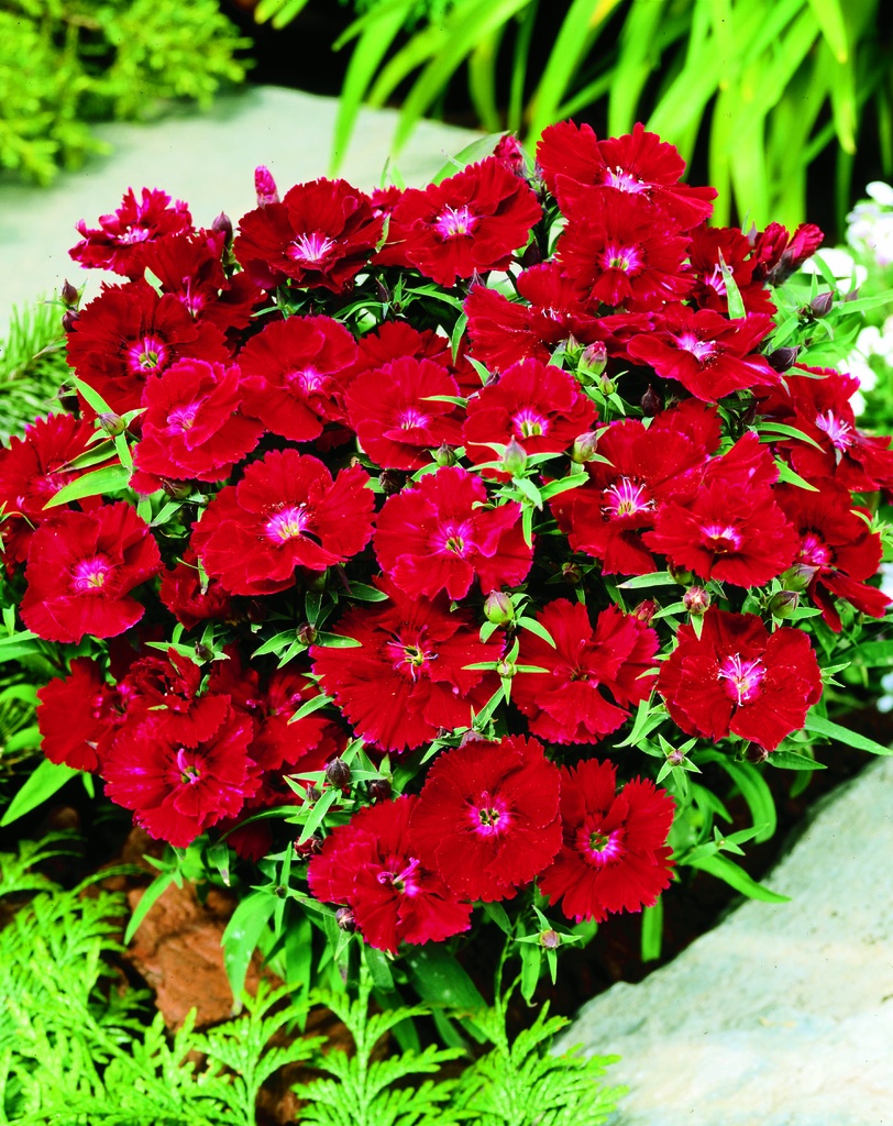 Діана F1, кримсон 50 шт (ЛАН)