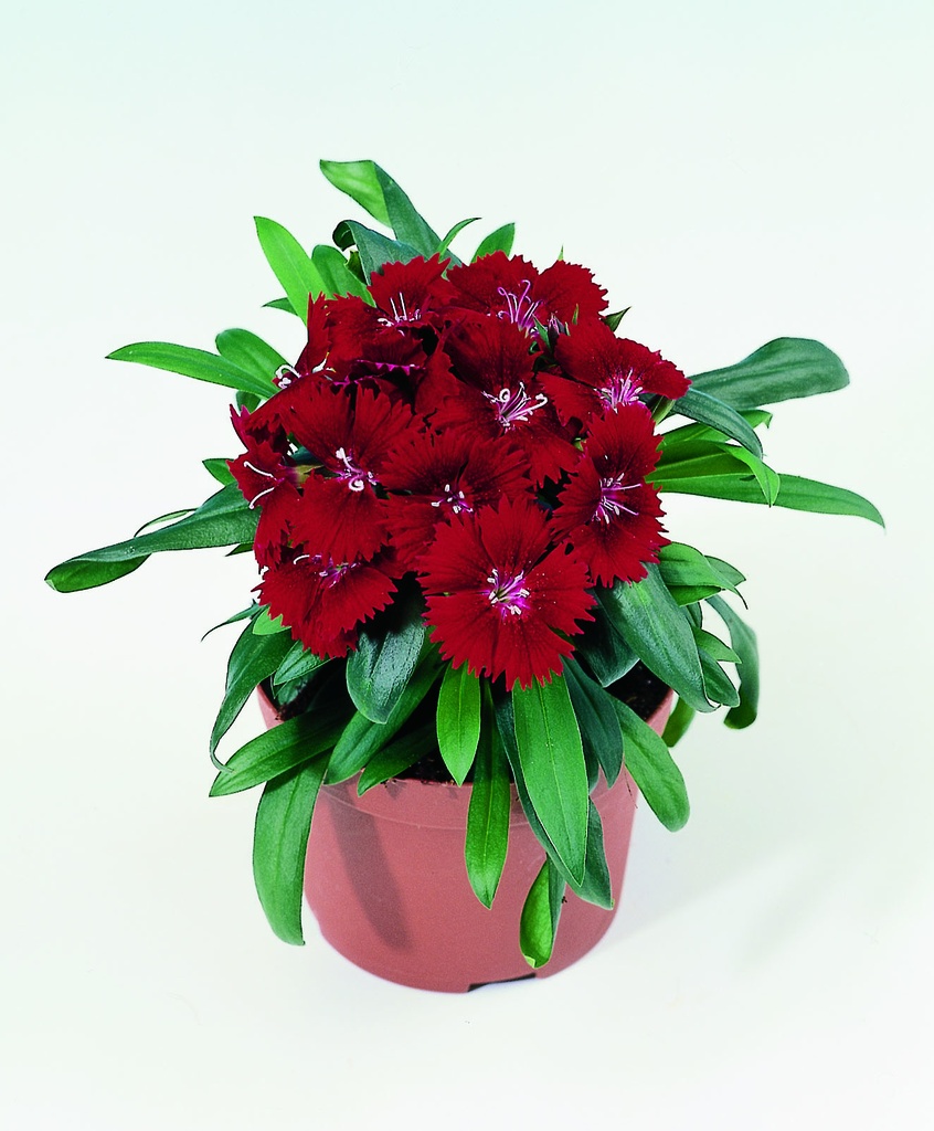 Чіба F1, кримсон 50 шт (ЛАН)