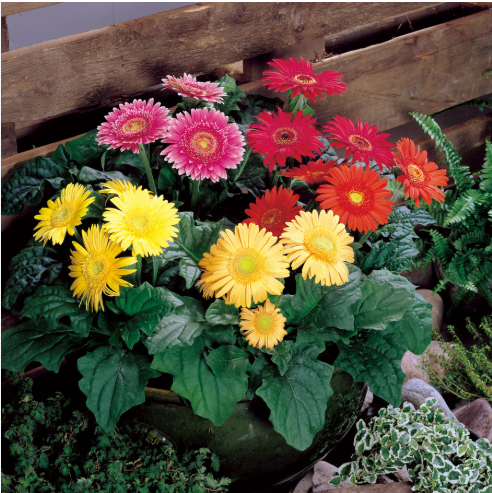 Фестиваль F1, суміш, 20 шт (ЛАН)