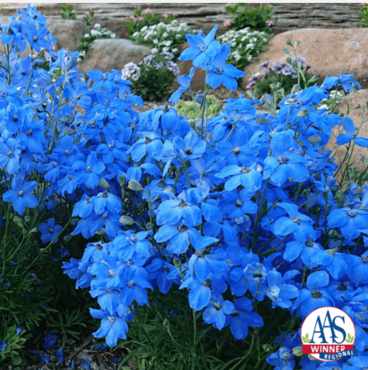 Дельфініум Чір F1, ніжно-блакитний, 30 шт (ЛАН)