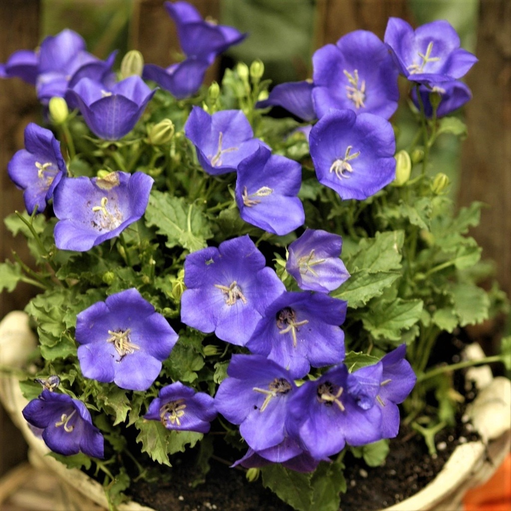 Дзвоник Карпатіка Перл, синій, 50 шт (ЛАН)