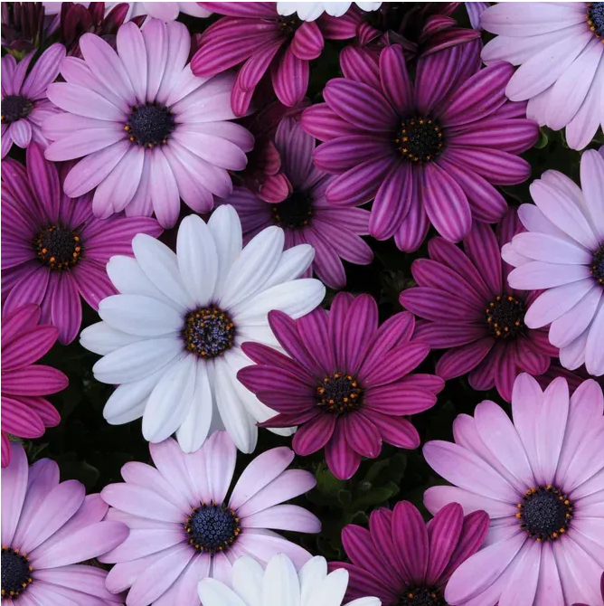 Акіла F1 , холодна суміш, 15 шт (ЛАН)