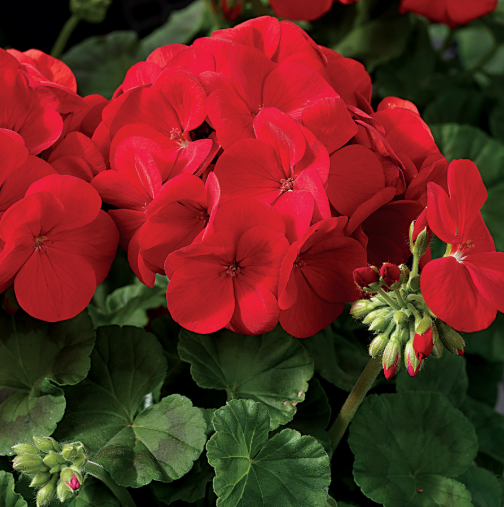 Альона F1, темно-червона 20 шт  (ЛАН)