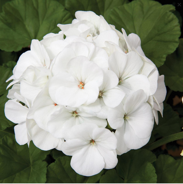 Бланка F1, біла 20 шт  (ЛАН)