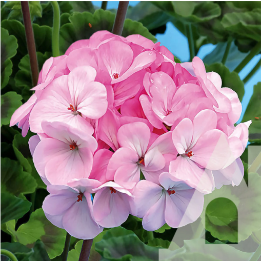 Ярка F1, світло-рожева 20 шт  (ЛАН)