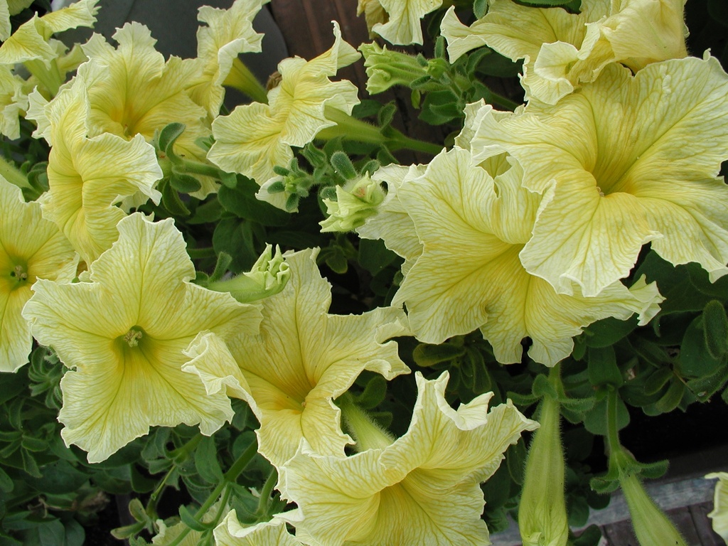 Єлоу F1, жовта,  50 шт (ЛАН)