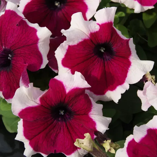 Лімбо F1, бургунді пікоте, 100 шт (ЛАН)