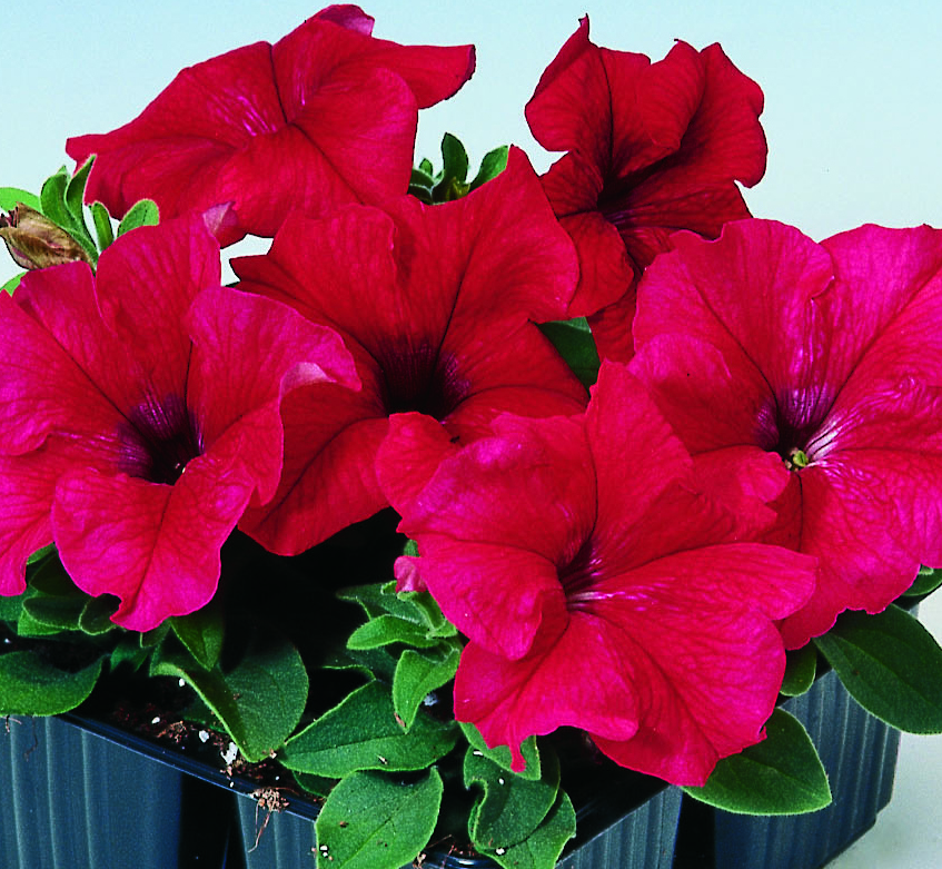 Танго F1, червона, 100 шт (ЛАН)