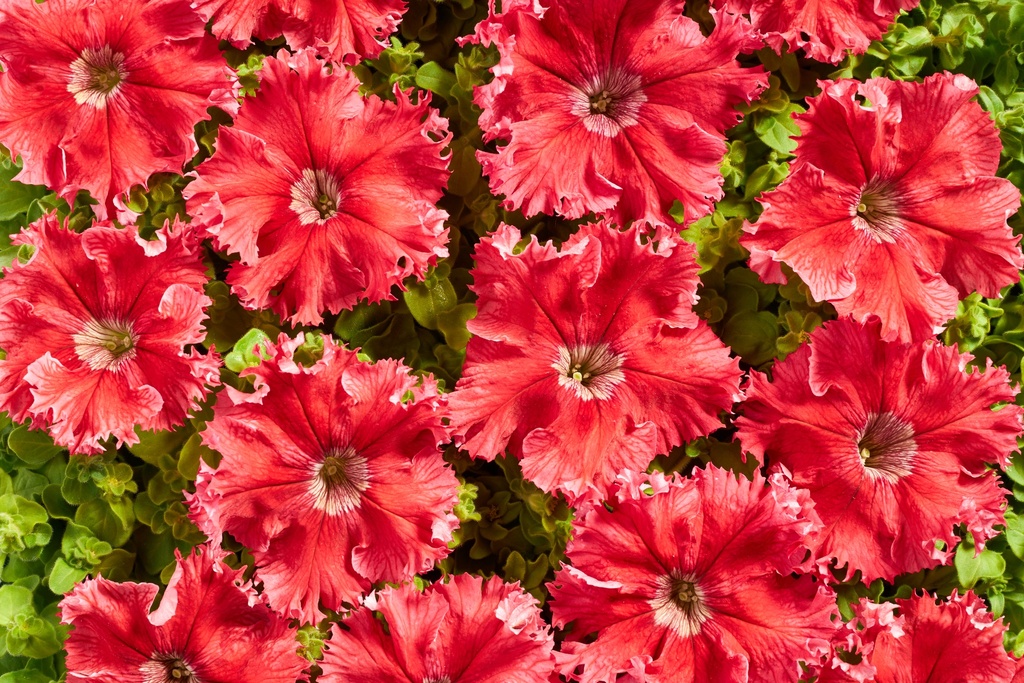 Афродіта Червона F1, 50 шт (ЛАН)