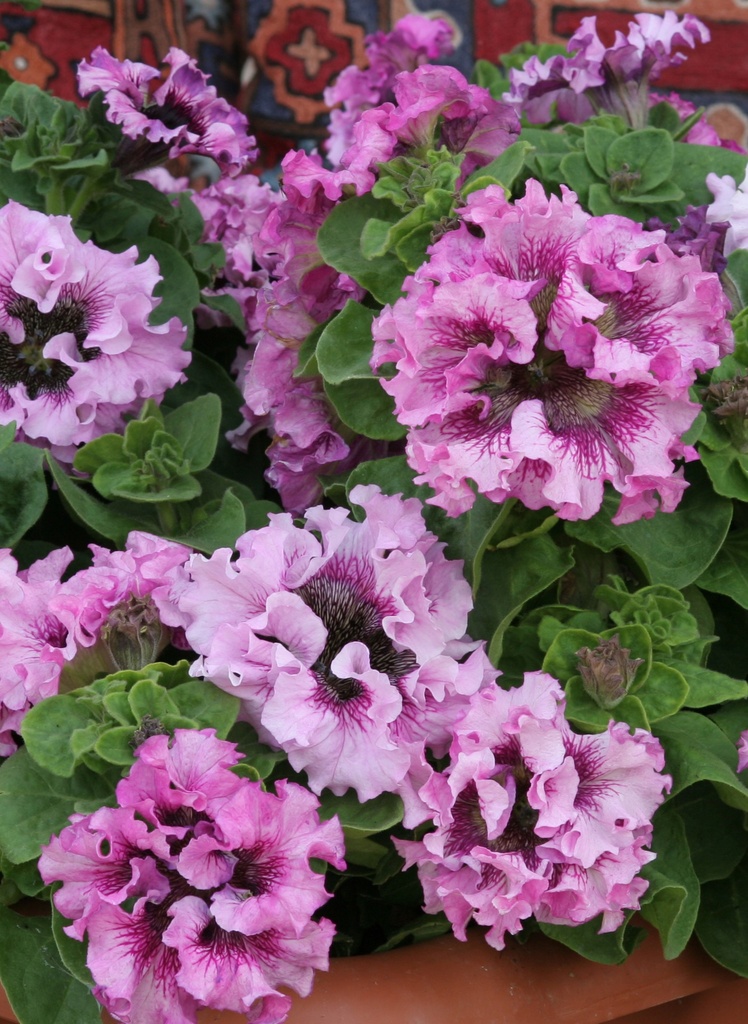 Розеа F1, рожева, 50 шт (ЛАН)