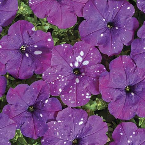 Дот Стар F1 Дарк Ваіліт, темно-фіолет. з плямами, 50 шт  драже