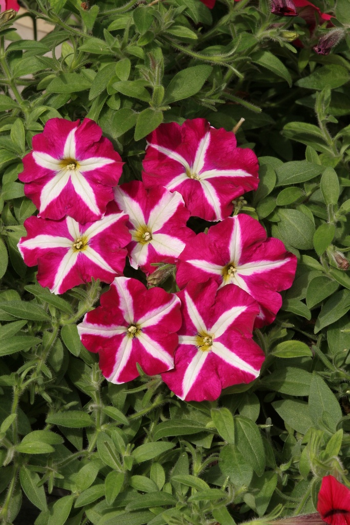 Крістіна F1, пурпурово-біла зірка,  50 шт (ЛАН)