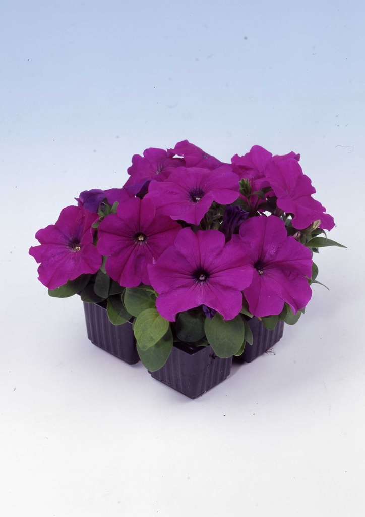 Мамбо F1, фіолетова, 100 шт (ЛАН)