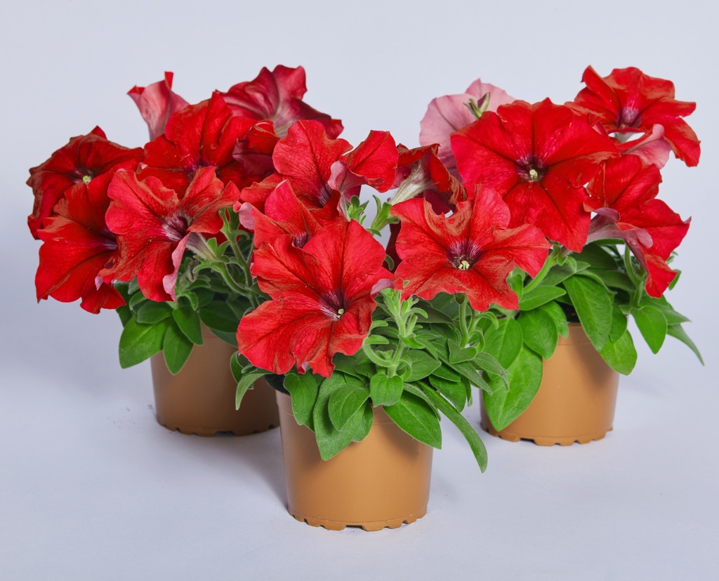 Містрал F1, яскраво-червона, 50 шт (ЛАН)