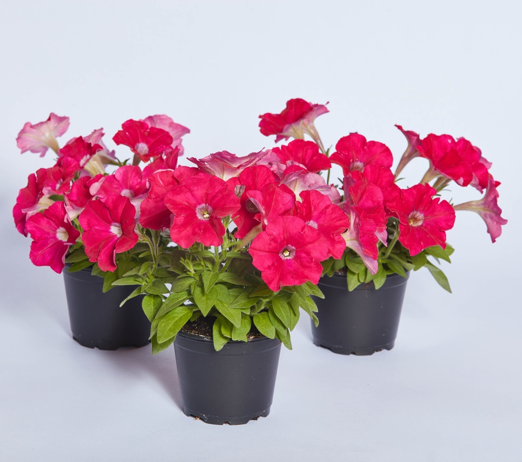 Карлик F1, темно-рожева, 50 шт (ЛАН)