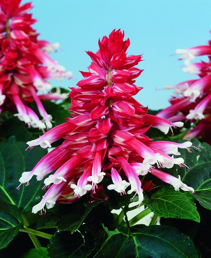 Аморе, рожева біколор 50 шт (ЛАН)