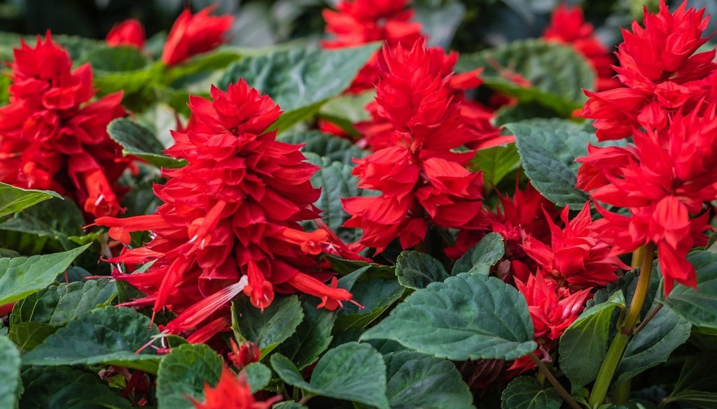 Аморе, скарлет 50 шт (ЛАН)