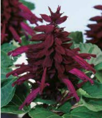 Аморе, сливова 50 шт (ЛАН)