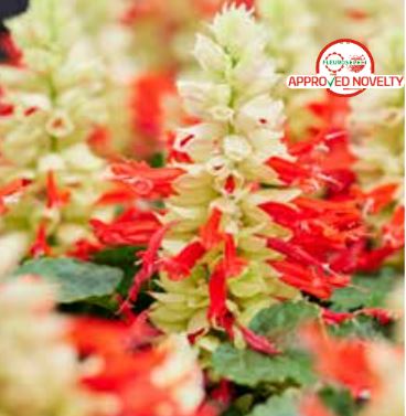 Редді, білий сюрприз 50 шт (ЛАН)