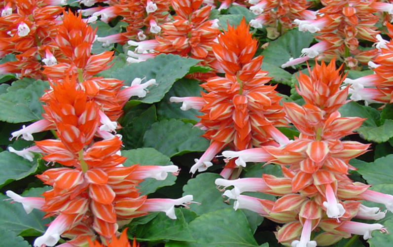 Редді, скарлет-біколор 50 шт (ЛАН)