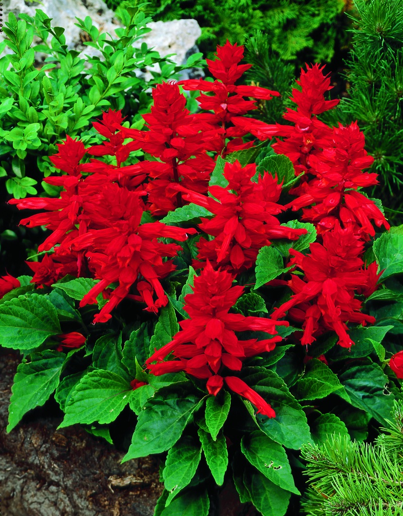 Фарао, сальвія блискуча, червона 1 г (ЛАН)