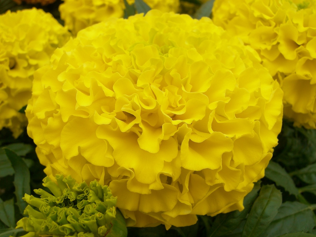 Купідон, лимонно-жовті, чорнобривці африканські 5 г  (ЛАН)