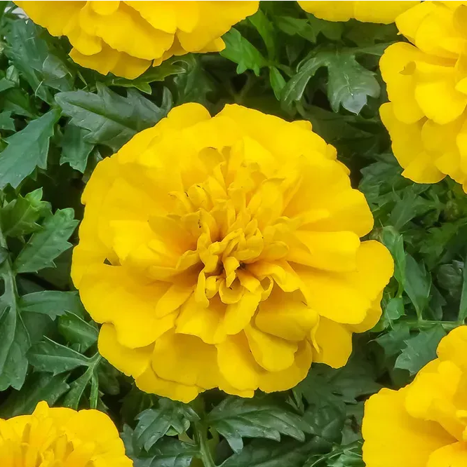 Чіка, лимонні 100 шт  (ЛАН)